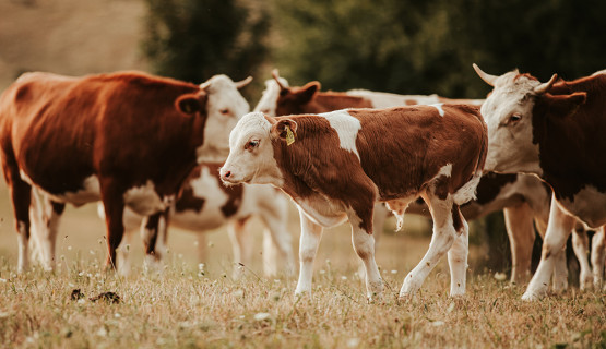 Unsere Tiere