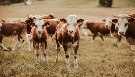 Unsere Tiere