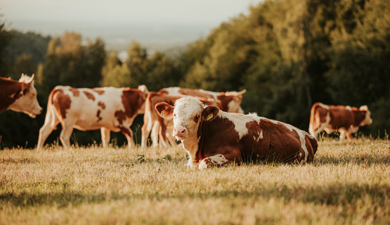 Unsere Tiere