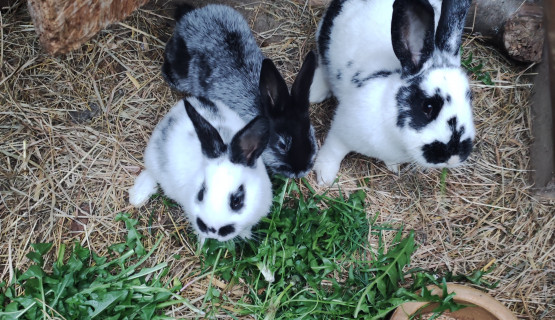 Unsere Tiere