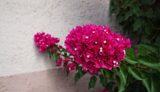 Bl&uuml;hende Bouganvillea im Hof