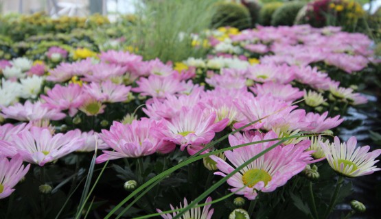 Blumen 